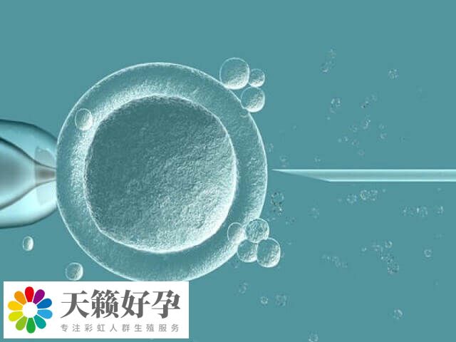 子宫内膜是胚胎着床的关键