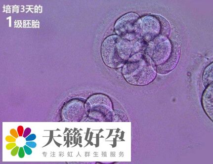 如何提高三天鲜胚着床成功率