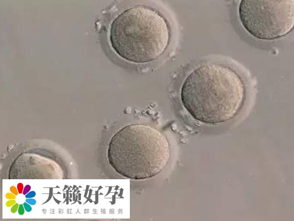 鲜胚移植和冻胚移植成功率都差不多