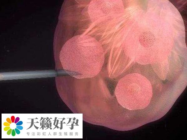 胚胎8细胞是正常的细胞数量
