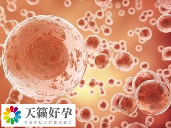 胚胎细胞数量6-10都是正常的