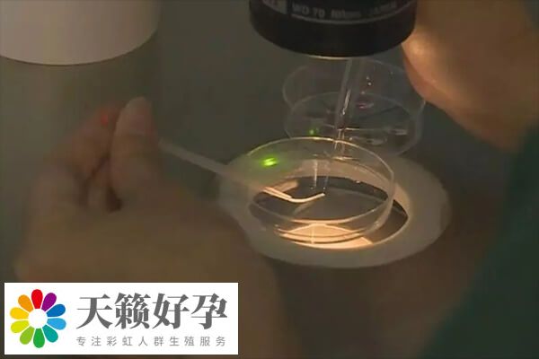 胚胎发育潜力会影响养囊的成功率