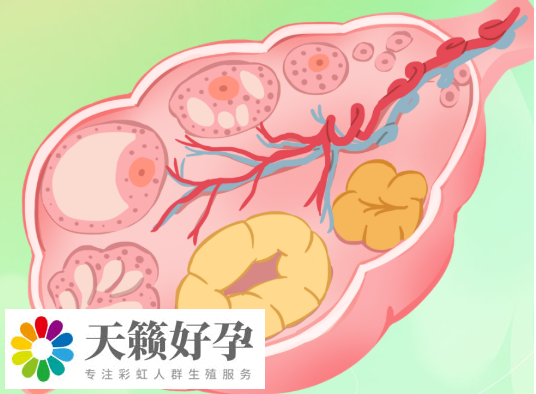 促排能连续促排3次以上