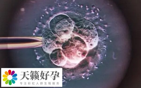 试管周期有剩余胚胎的患者可进行冷冻胚胎
