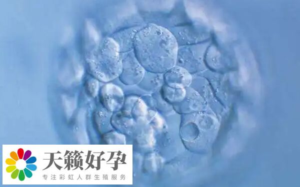 移植多个胚胎的成功率高