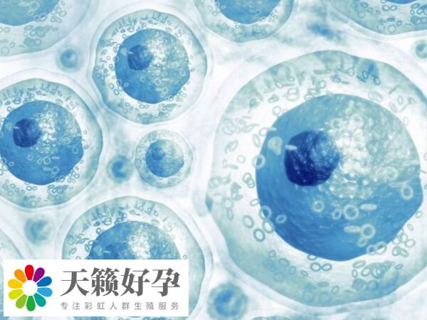 试管移植的胚胎数目是能够选择