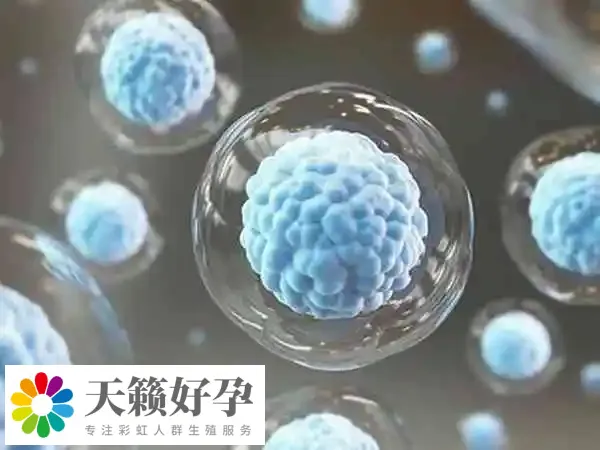 卵子冷冻全称为卵子冷冻技术