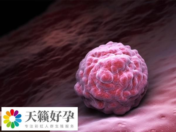 内膜的厚度可以反映子宫的功能状态