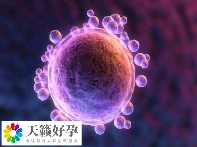 囊胚4bb质量还是不错的