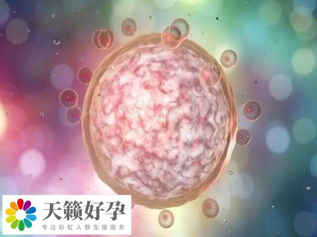 囊胚评级中的4BB带一个减号属于中等质量囊胚