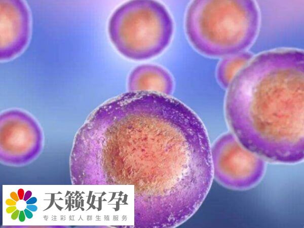 促排后多个卵泡通常会在相近时间段排卵