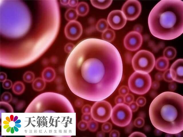 单纯的卵子和卵子之间就无法怀孕