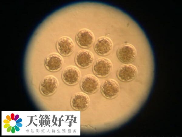 胚胎融合是无等级的