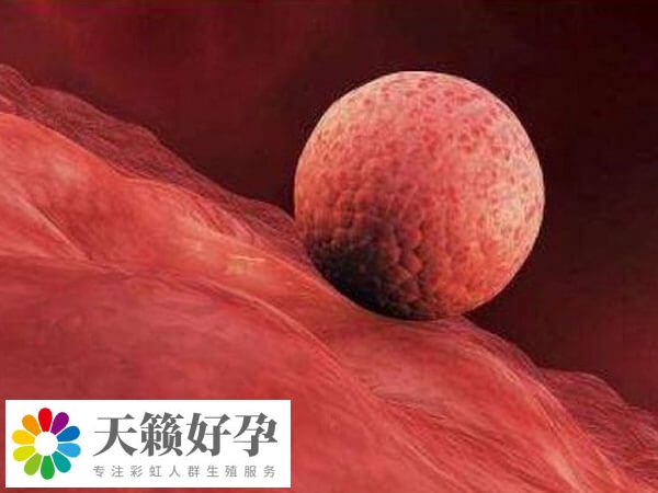 胚胎融合叫做桑葚胎