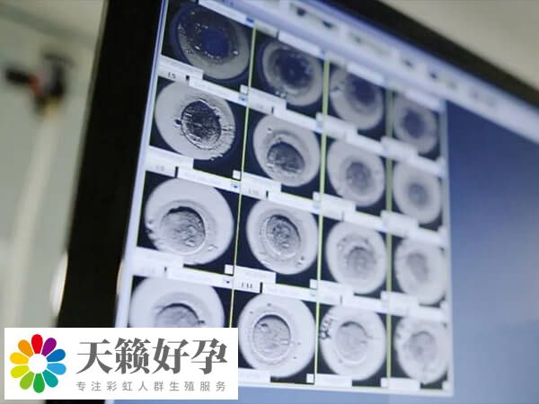四级胚胎仍有潜在发育能力