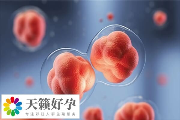 三级胚胎种植率达20%左右