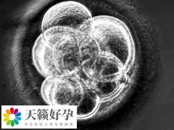 四级胚胎养囊成功率通常较低