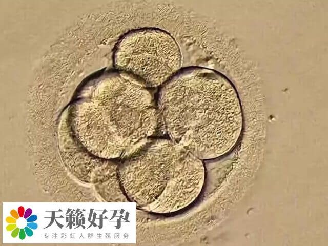 一卵多精可考虑辅助孵化技术改善