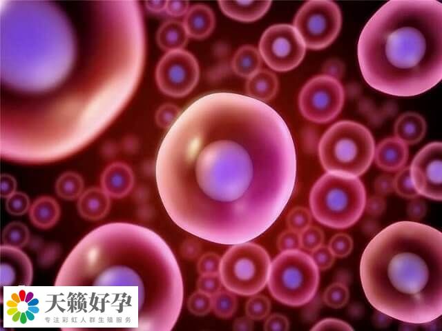 单纯的卵子和卵子之间就无法怀孕