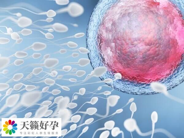 卵子和卵子之间是不能怀孕的