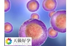 促排多个卵泡会不会同时排卵