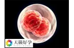 是不是移植胚胎数量越多成功率越高